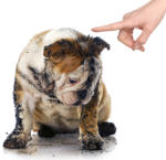 Honden gedragstherapeut